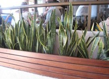 Kwikfynd Indoor Planting
wigleyflat
