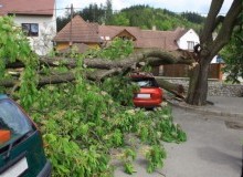 Kwikfynd Tree Cutting Services
wigleyflat