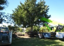 Kwikfynd Tree Management Services
wigleyflat
